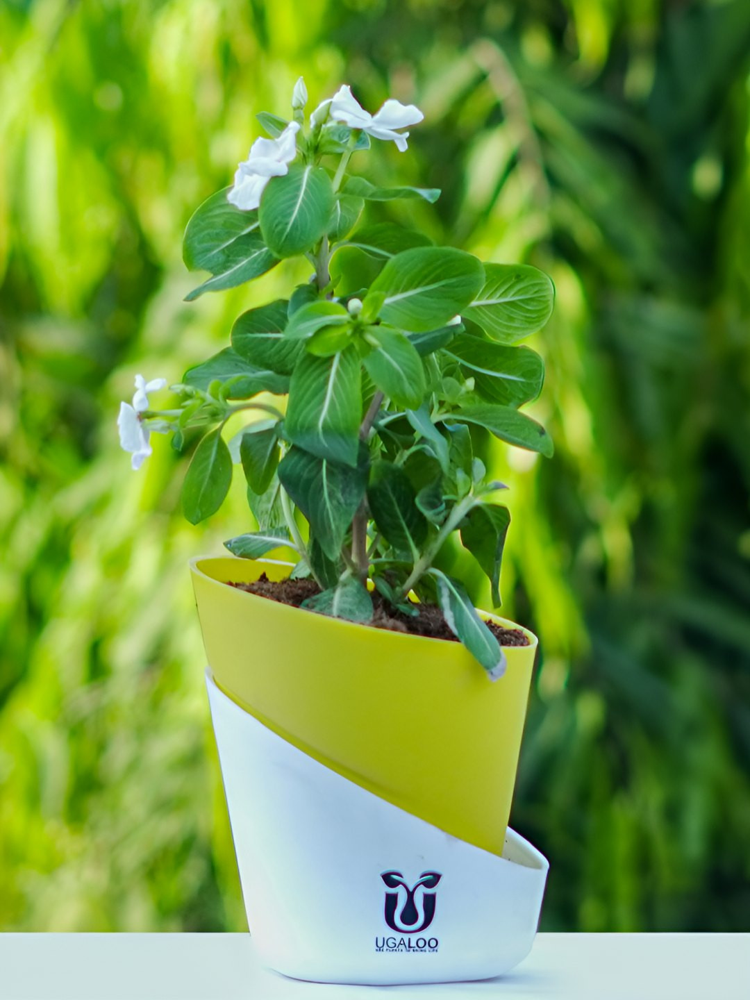 UGALOO Indoor Madagascar Periwinkle Plant With Green Self Watering Pot- 9.8 Inch