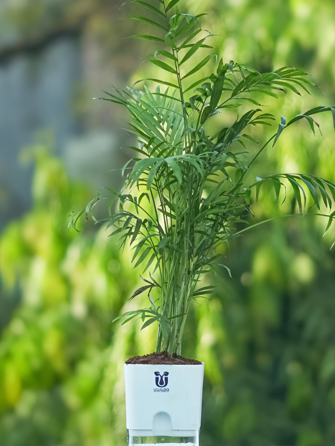 UGALOO Green Bonsai Chamaedorea Palm Plant With Self Watering Pot- 9.8 Inch