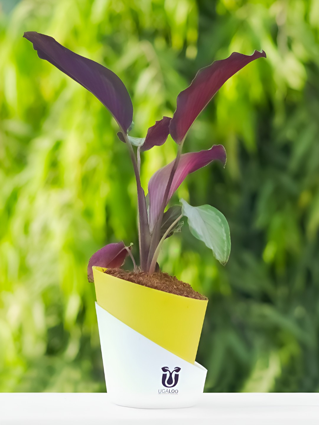 UGALOO Bonsai Calathea Roseopicta With Self Watering Pot- 9.8 Inch