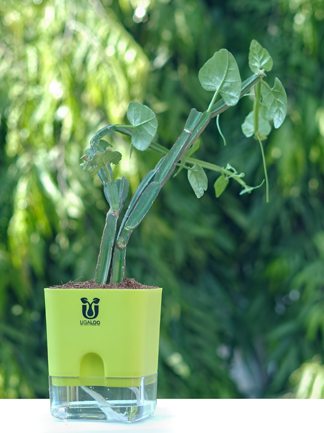 UGALOO Green Bonsai Cissus Quadrangularis Plant With Self Watering Pot- 9.8 Inch