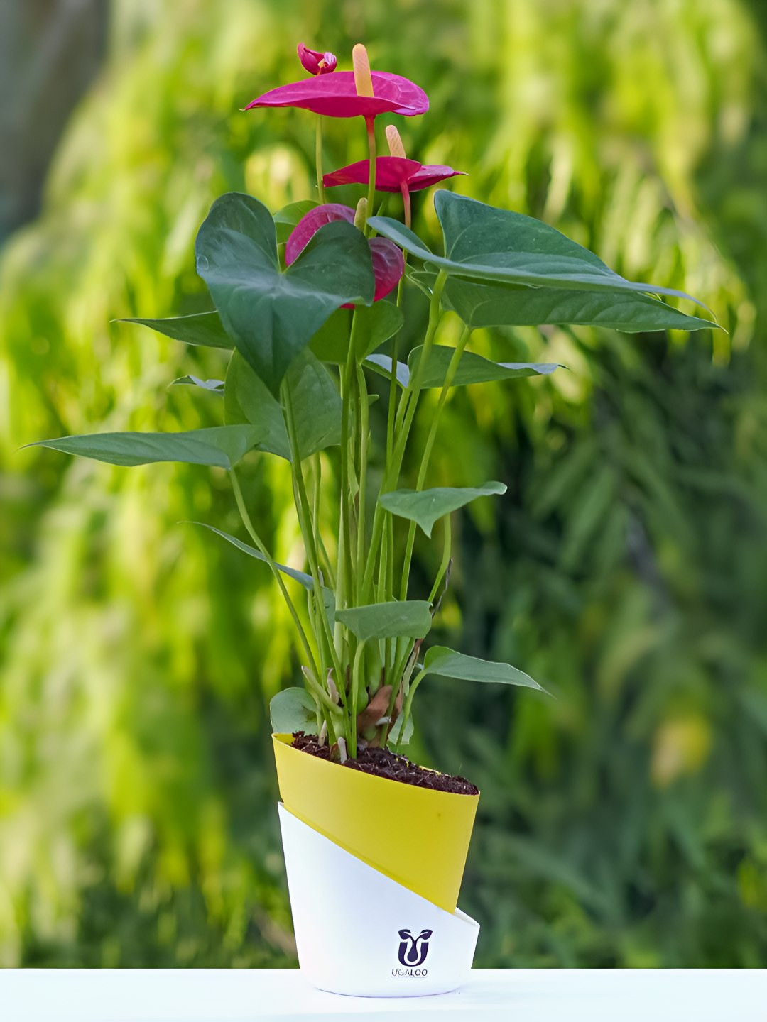 UGALOO Outdoor Anthurium Red Plant With Yellow Self Watering Pot- 9.8 Inch