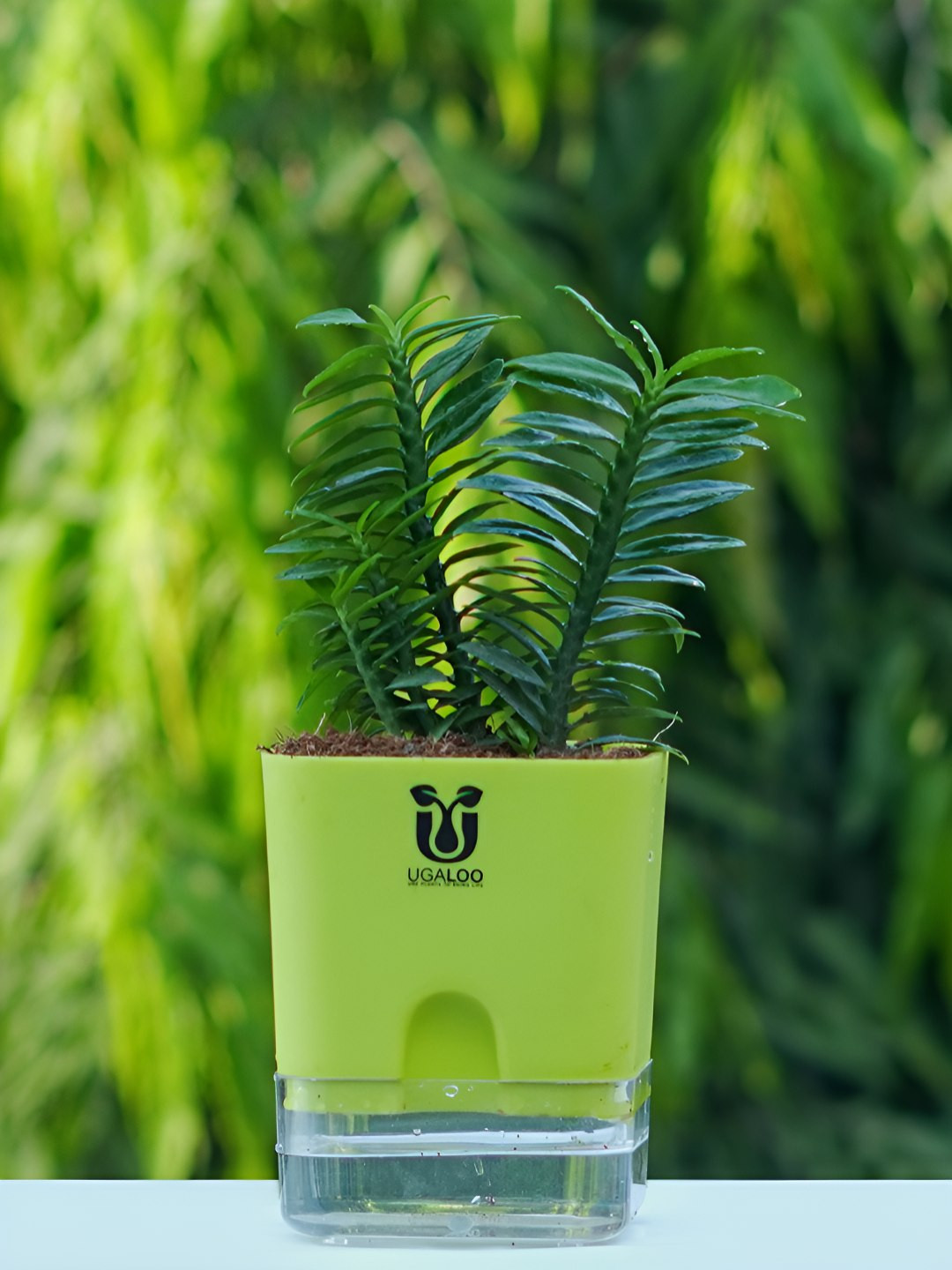 UGALOO Indoor Devils Backbone Euphorbia Plant With Green Self Watering Pot- 9.8 Inch