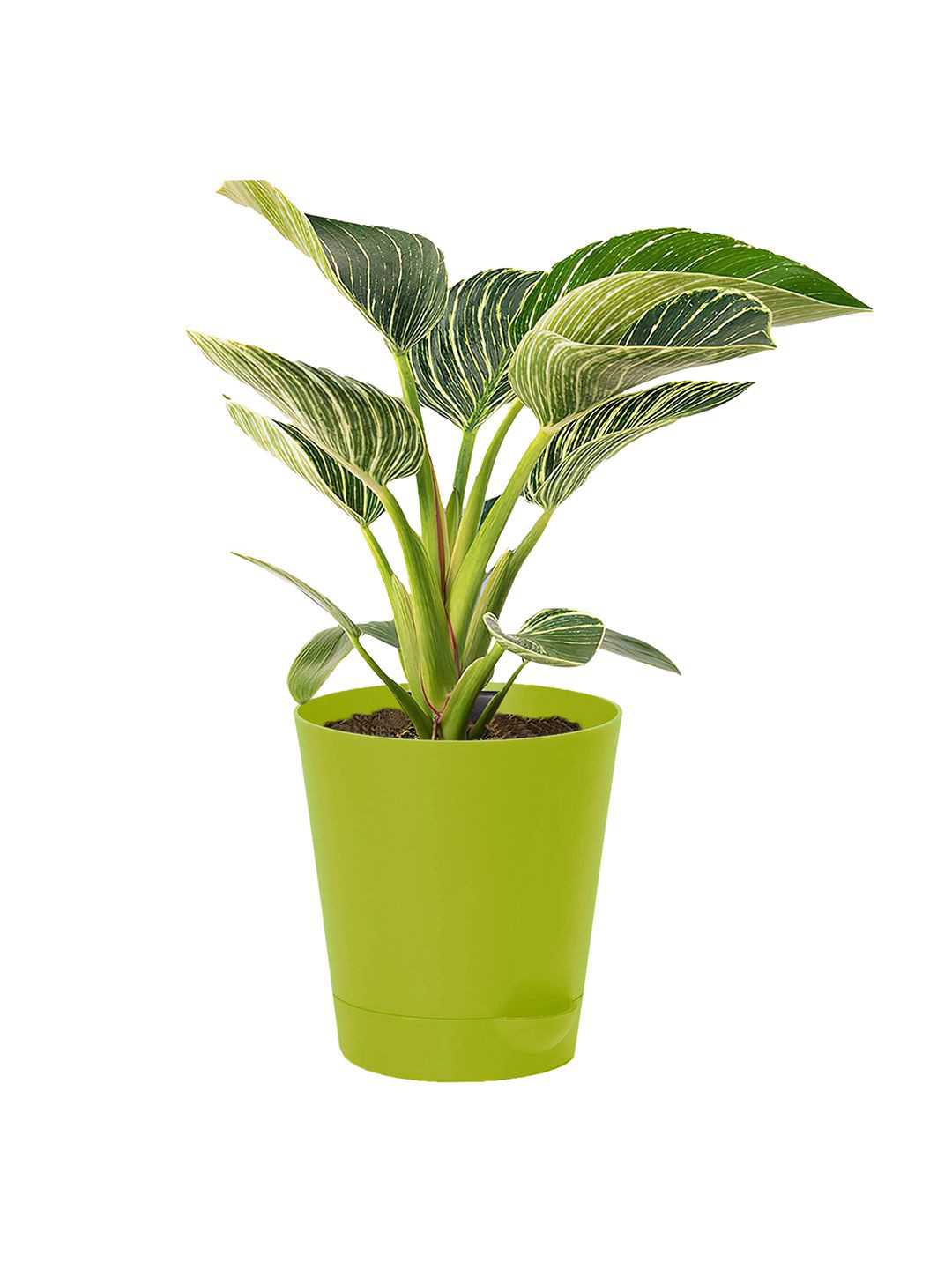 Kuber Industries Green Self-Watering Pot With Drainage Holes