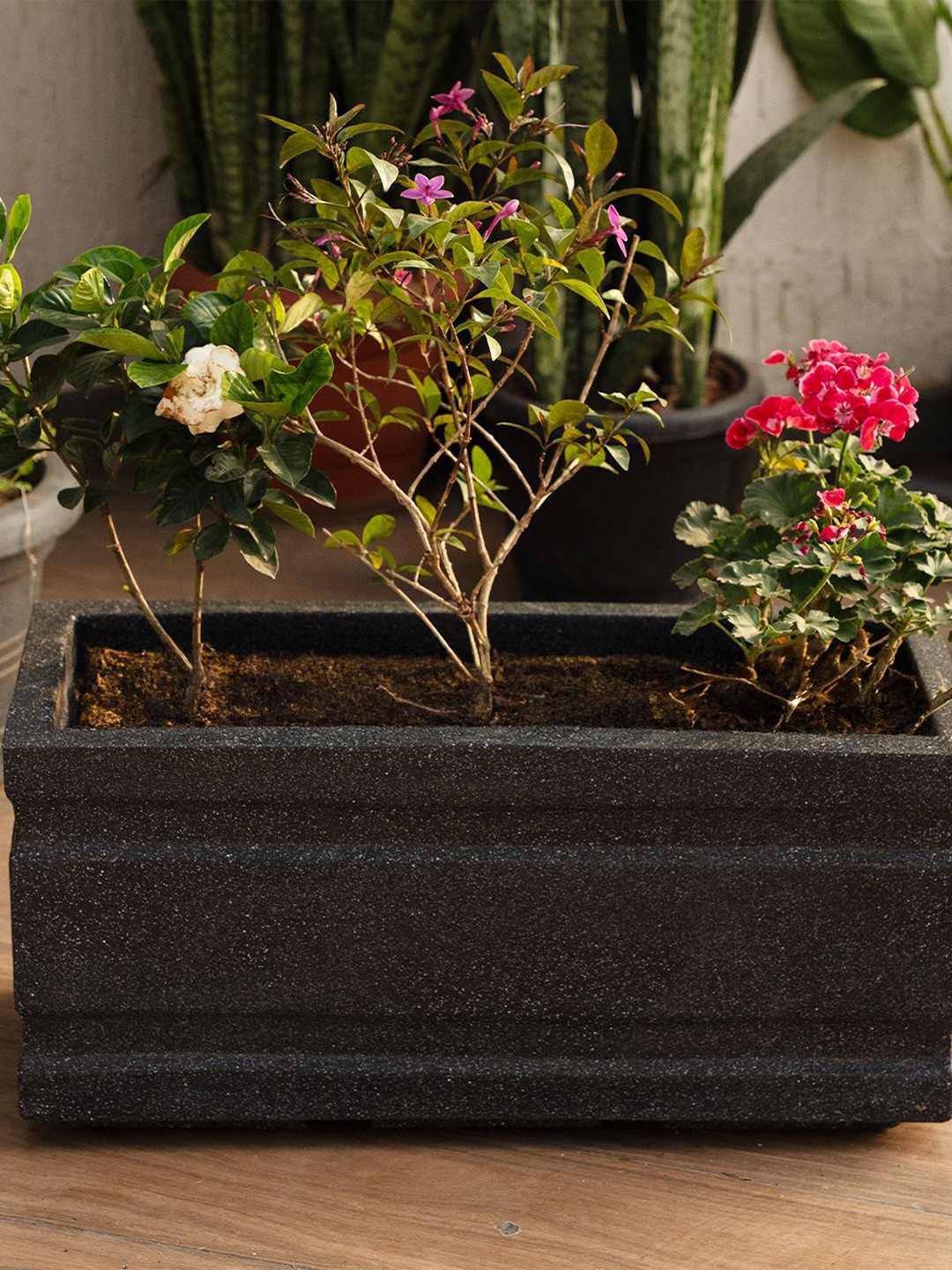 TRUSTBASKET FloraHaven Black Printed Planter