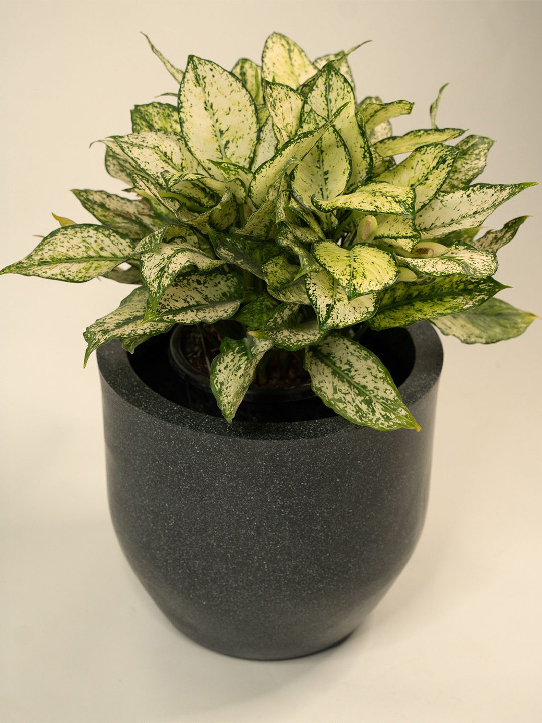 TRUSTBASKET Plantsphere Black Printed Planter