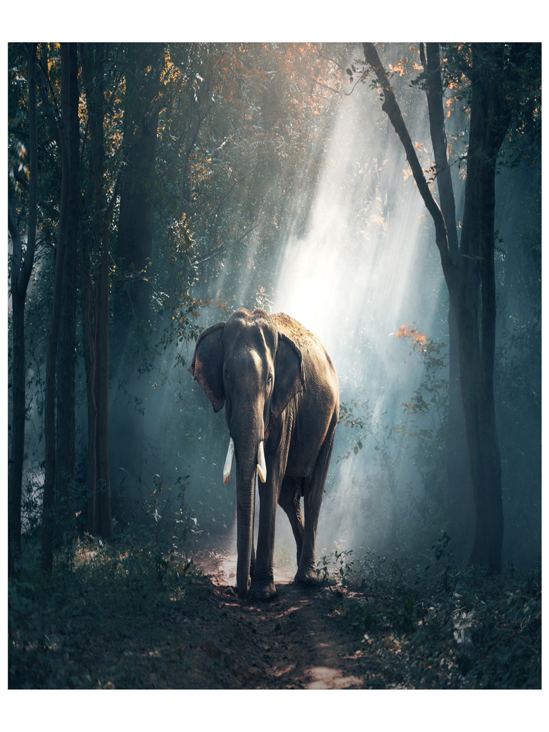 Inephos Elephant Canvas Wall Living Room Rectangle Paintings Wall Art -59.06 x 29.92In