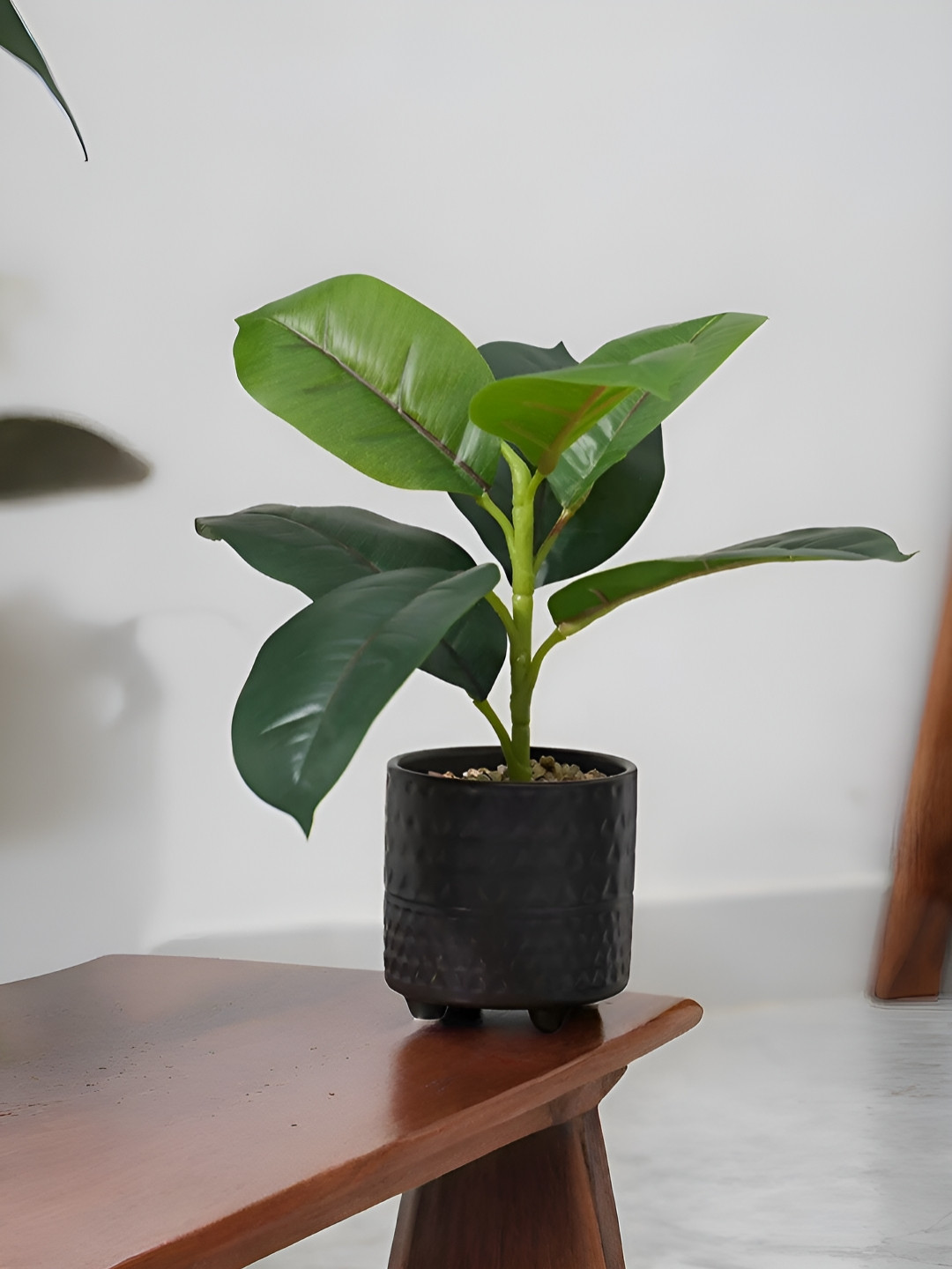 Royaloak Green & Black Artificial Rubber Fig Plant With Pot