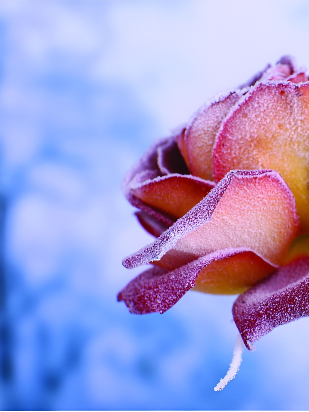 Inephos Blue And Purple Floral And Botanical Printed Canvas Wall Arts