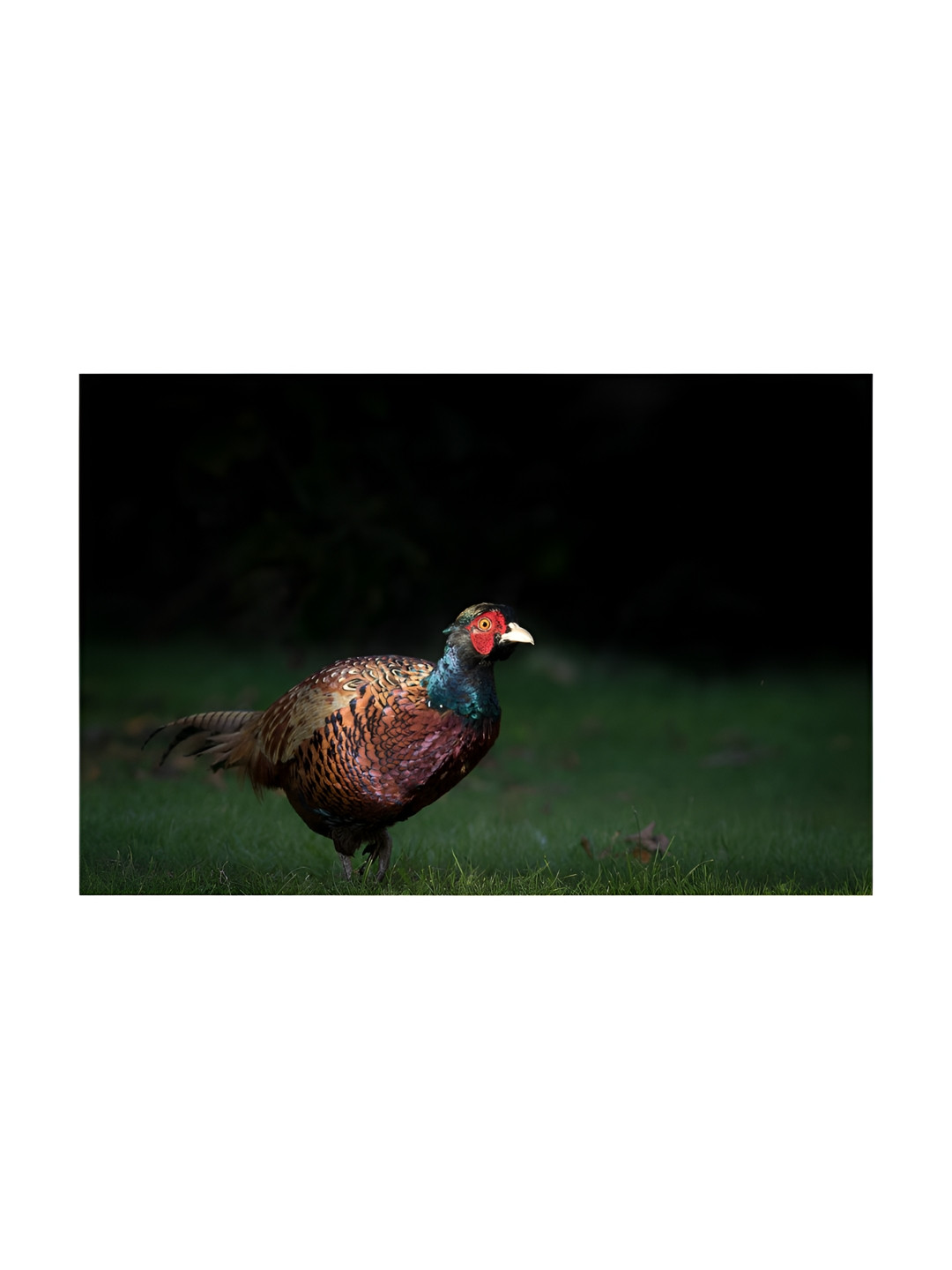 Inephos Black And Green 1 Piece Birds and Animals Canvas Wall Art