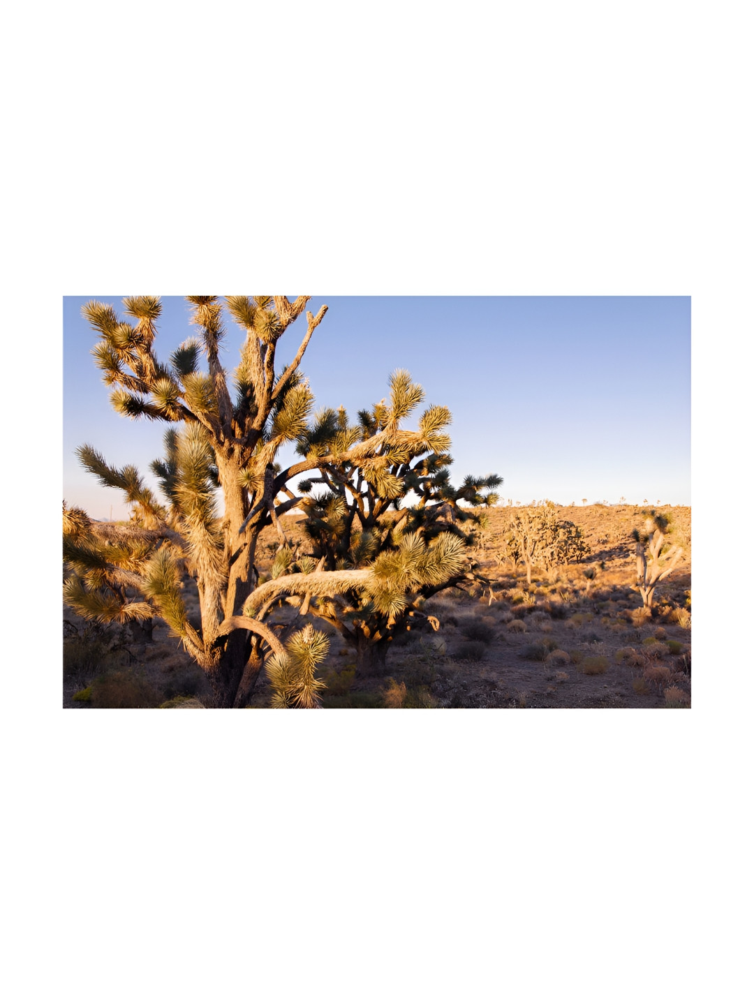 Inephos Brown And Yellow Floral and Botanical Printed Wall Art