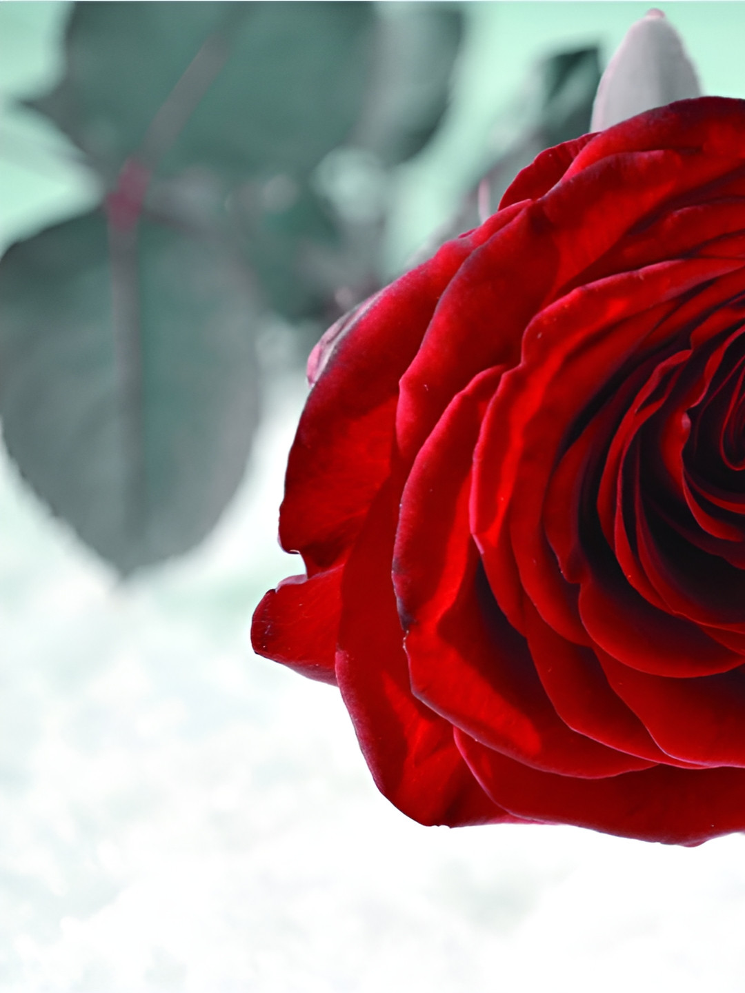 Inephos Red 1 Piece Floral And Botanical Printed Canvas Wall Art