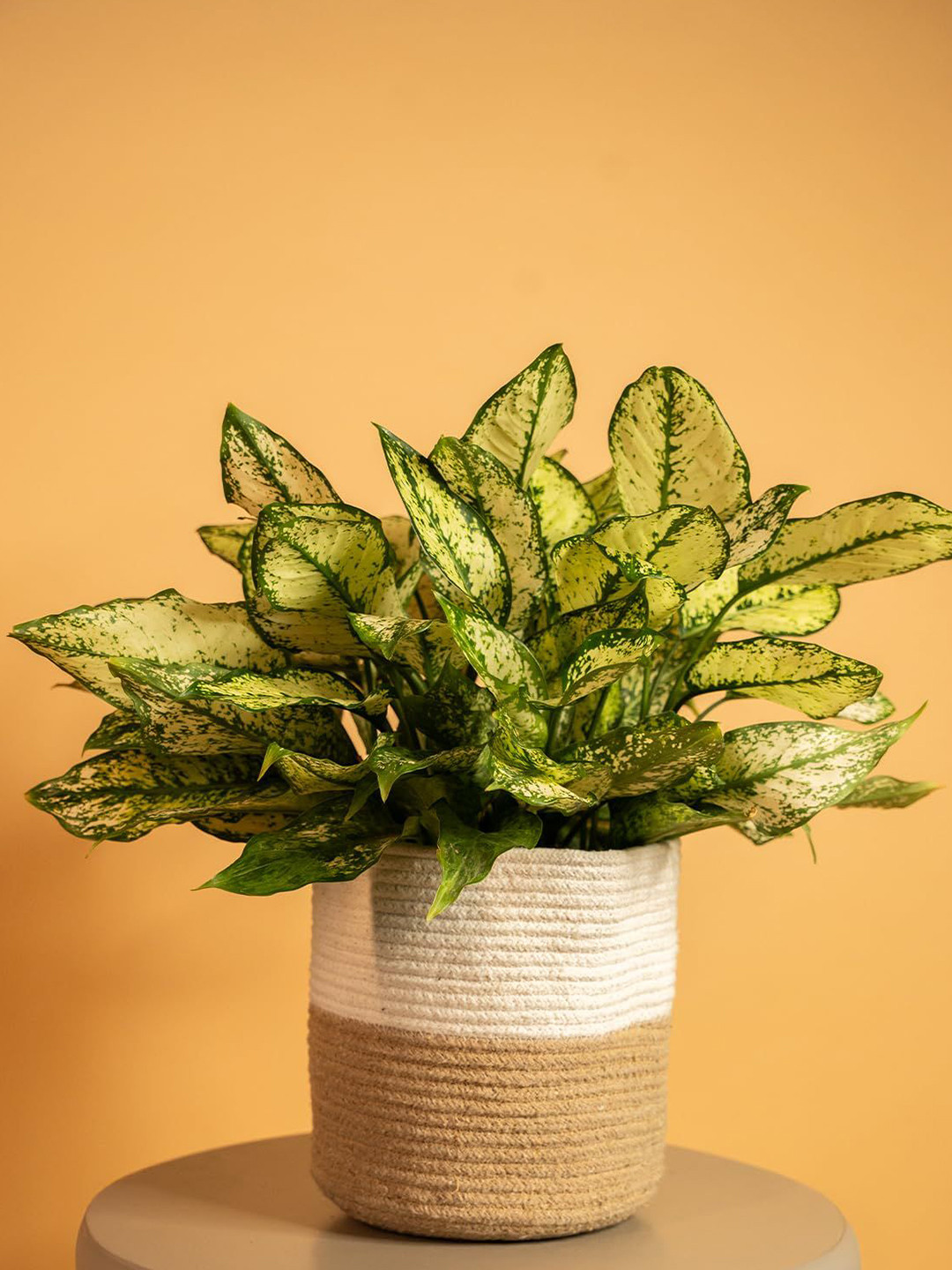 prettykrafts White Cotton Rope Woven Planter