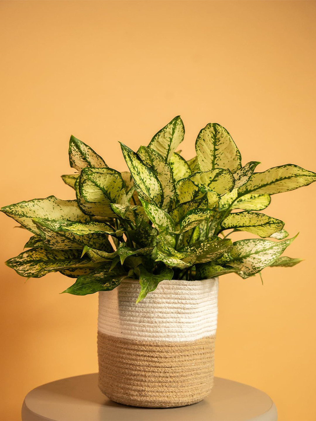 prettykrafts Brown & Ivory Jute Woven Planter