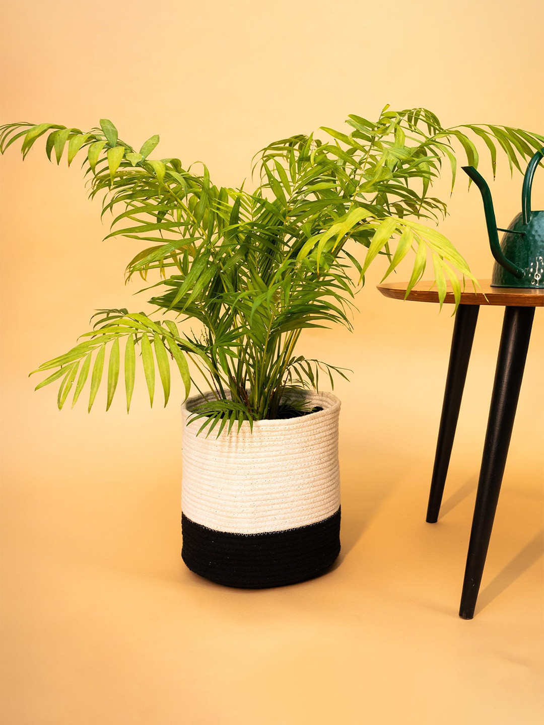 prettykrafts White Cotton Rope Woven Planters