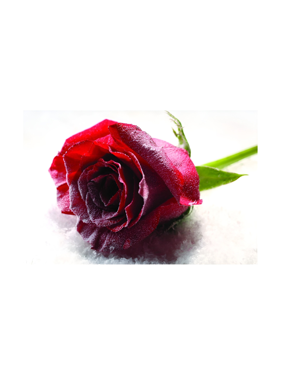 Inephos Red And Green Floral and Botanical Printed Canvas Wall Art