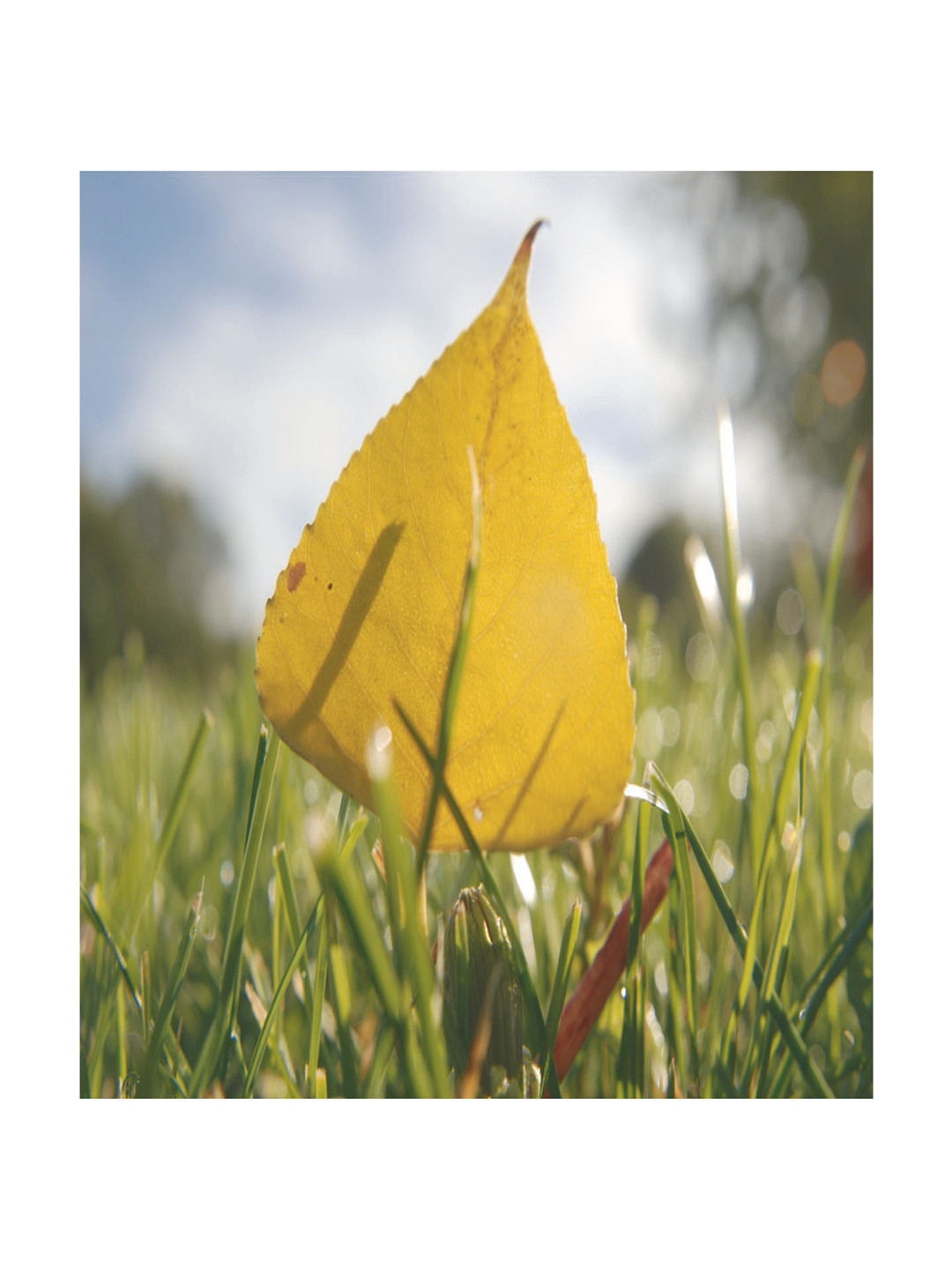 Inephos Yellow And Green Floral & Botancical Printed Paper Canvas Unframed Wall Paintings