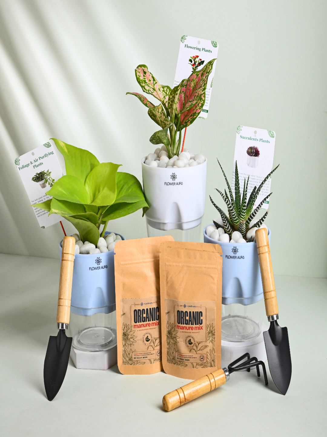 Floweraura Green 3 Pieces Indoor Air Purifying Live Plants With Self Watering Pot - 10 cm