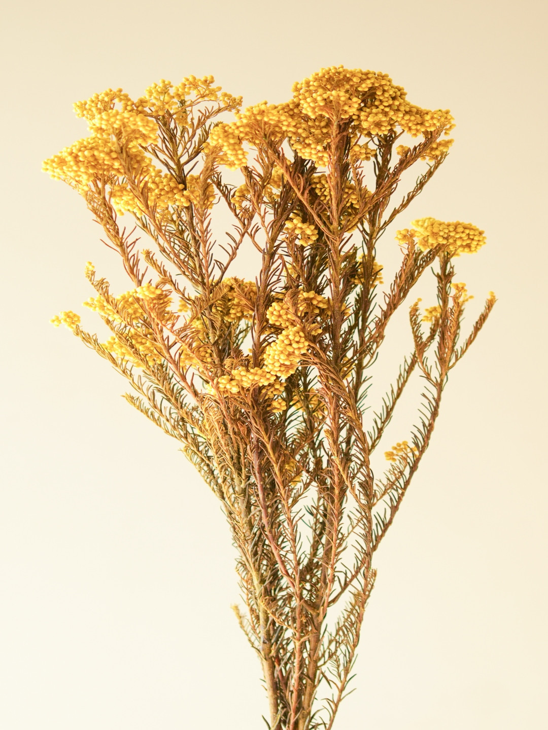 ArteCasa Yellow & Brown Rice Artificial Flower
