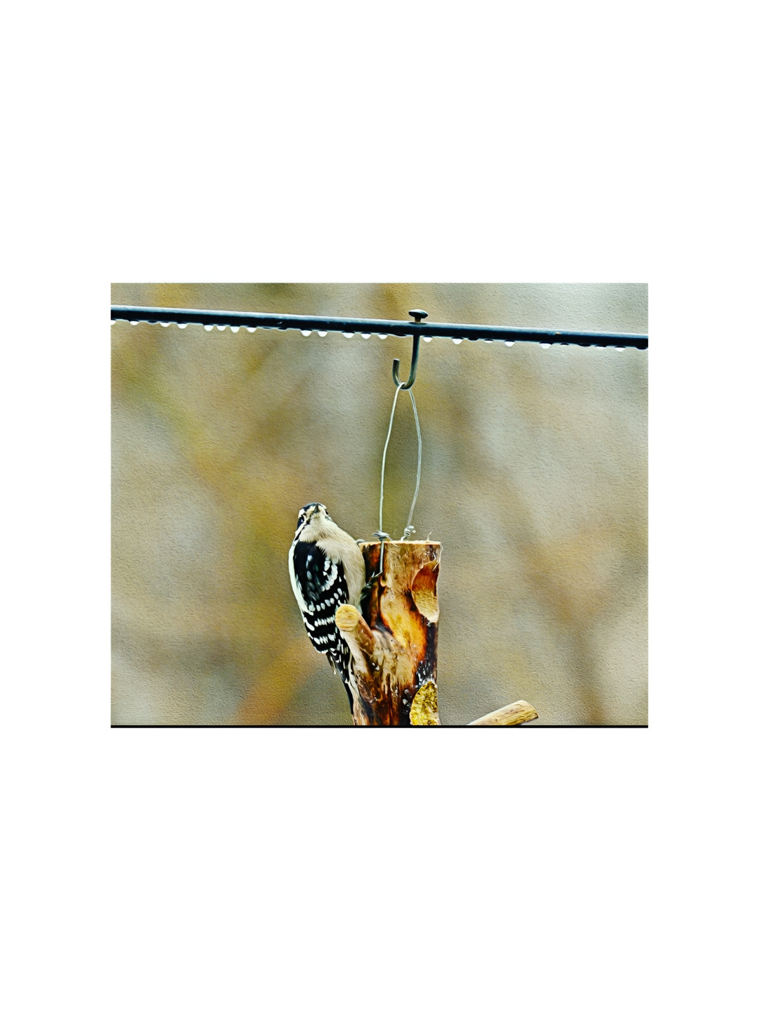 Inephos Black & Brown Birds and Animals Canvas Paintings Wall Art