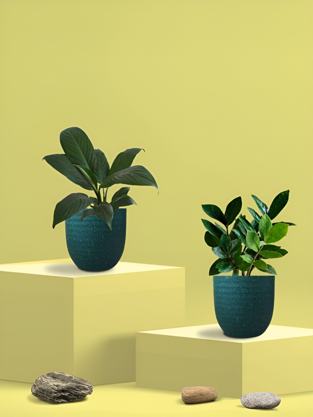 Greenkin 2Pcs Indoor Air Purifying ZZ Plant & Peace Lily Live Plant With Eco Pot - 22 cm