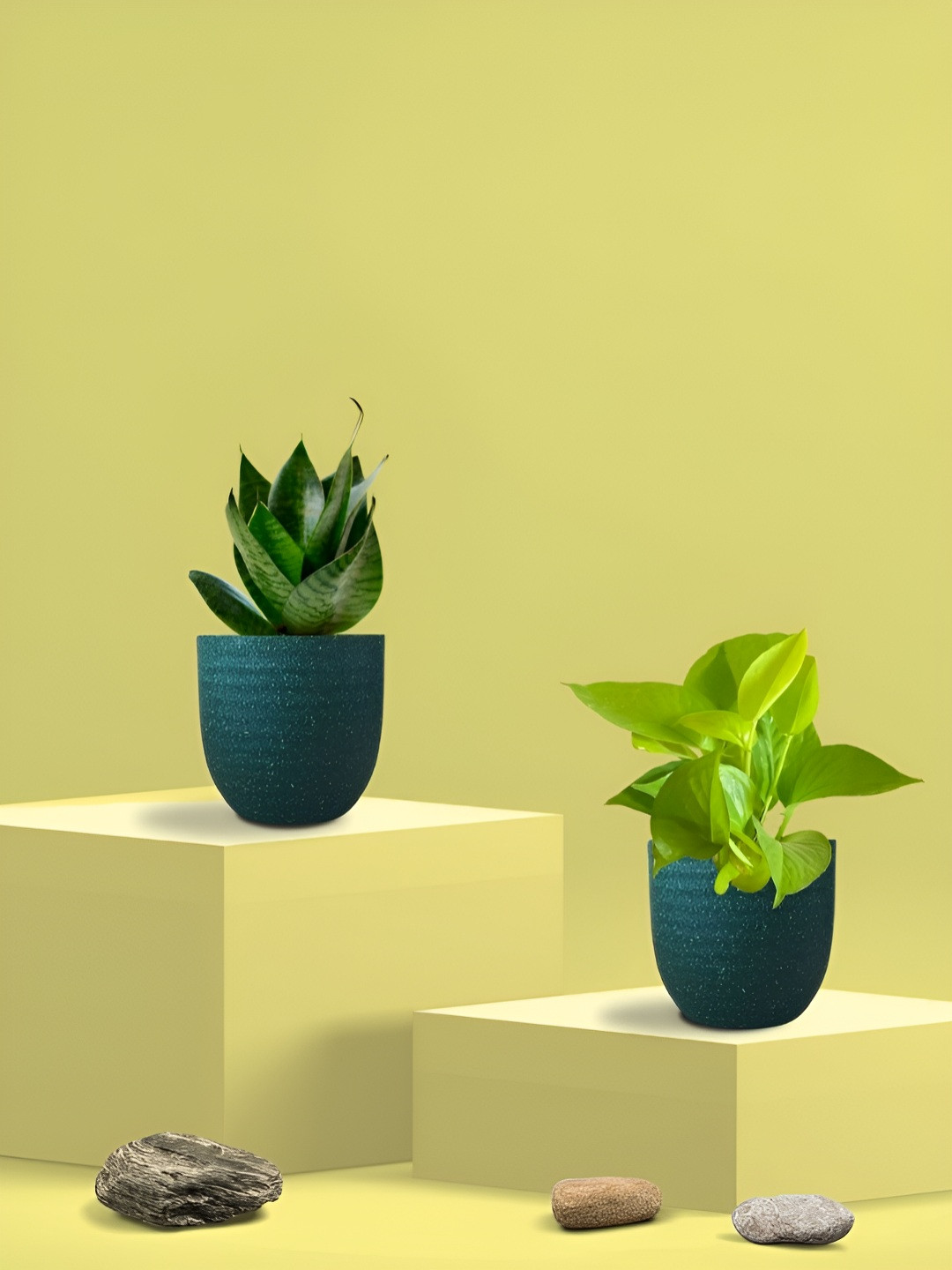 Greenkin 2Pcs Indoor Snake & Pothos Live Plant With Eco Pot - 22 cm
