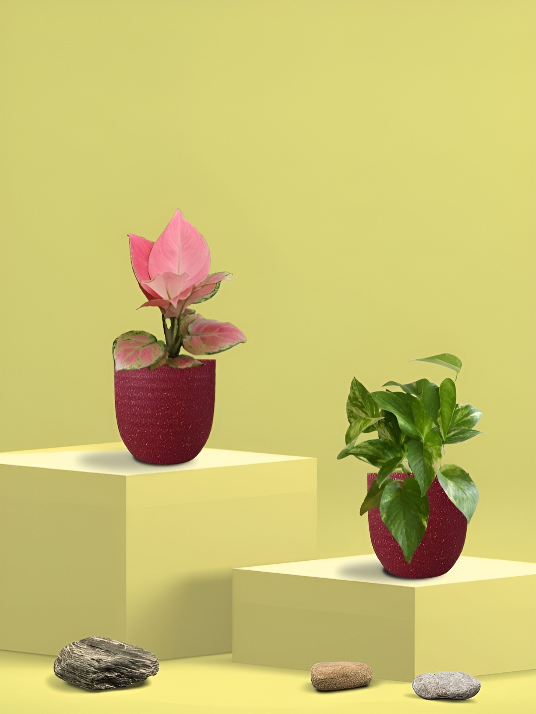 Greenkin 2Pcs Indoor Air Purifying King & Aglaonema Live Plant With Eco Pot - 22 cm