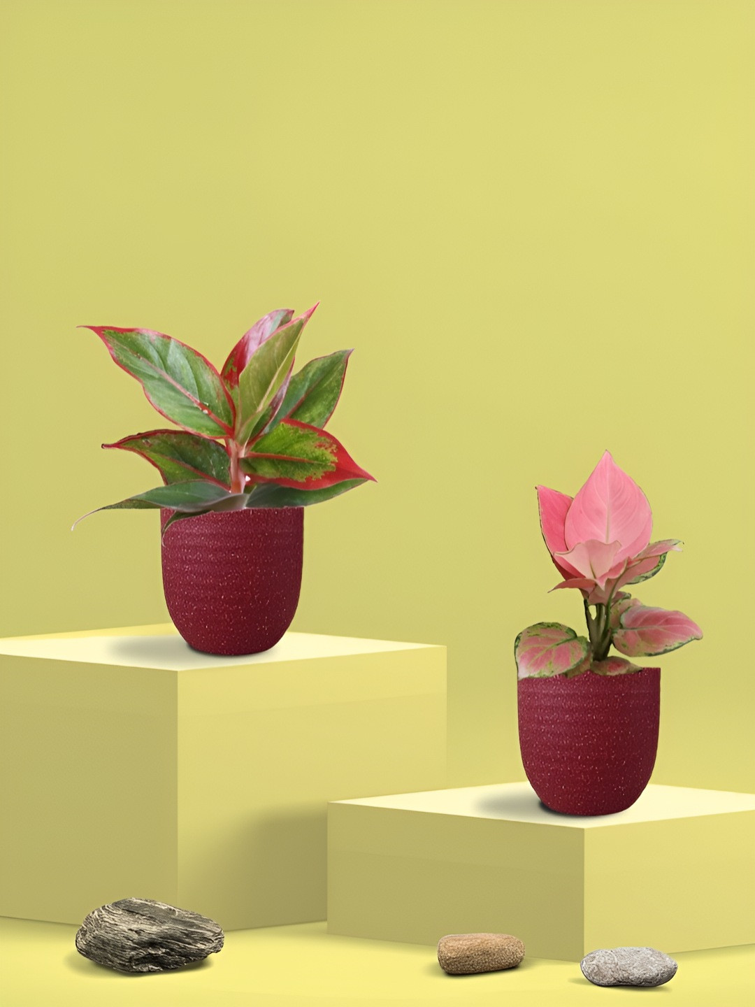 Greenkin 2Pcs Indoor Air Purifying Aglaonema & Lipstick Live Plant With Eco Pot - 22 cm