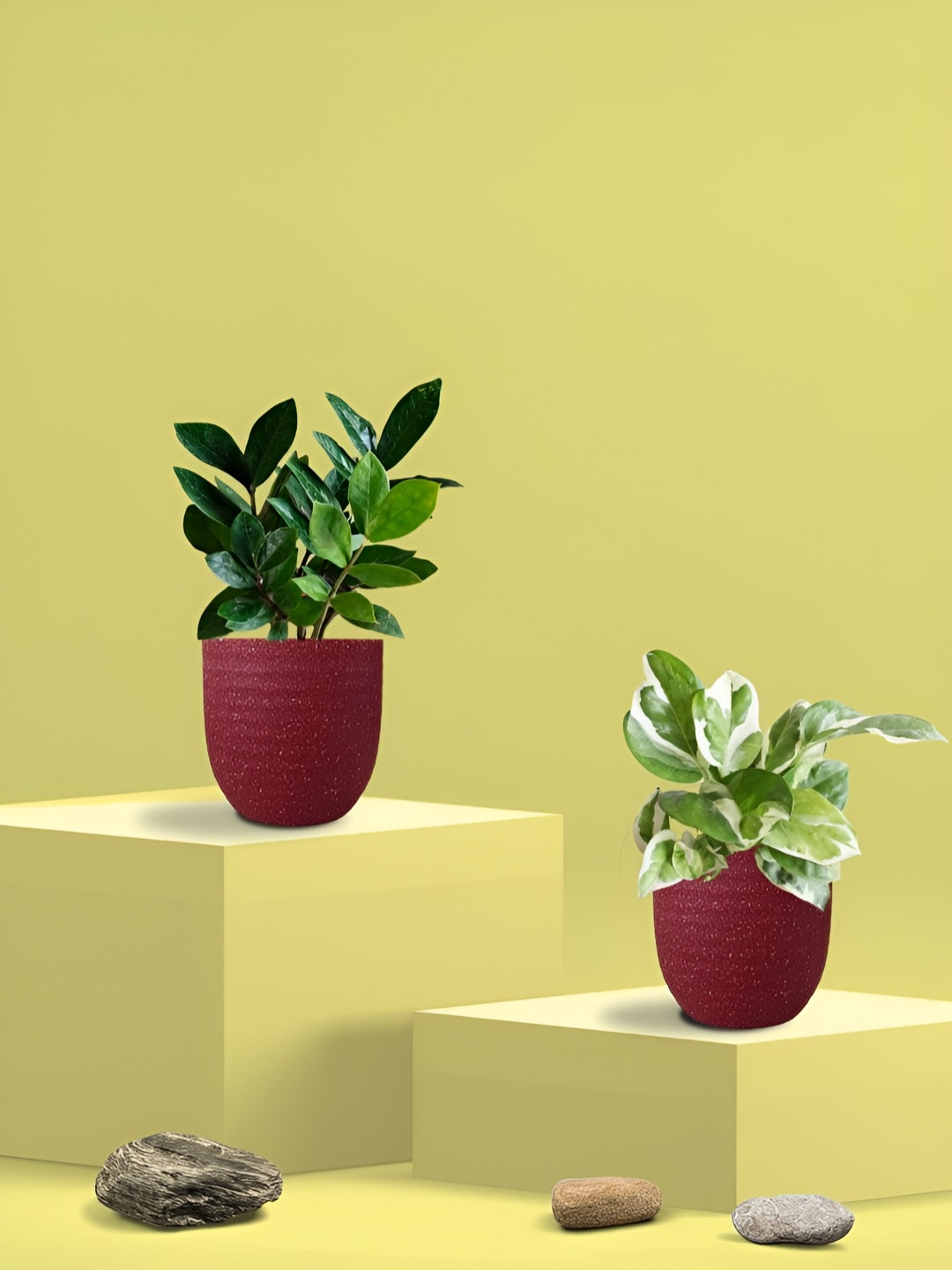 Greenkin 2Pcs Indoor Air Purifying Njoy Money & ZZ Live Plant With Eco Pot - 22 cm