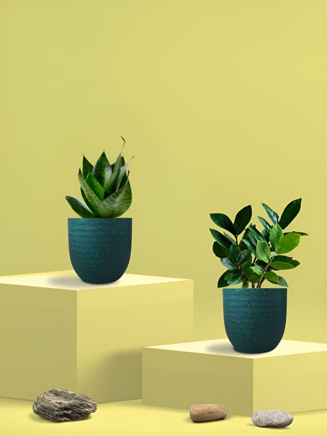 Greenkin 2Pcs Indoor Snake & Zamia Live Plant With Eco Pot - 22 cm