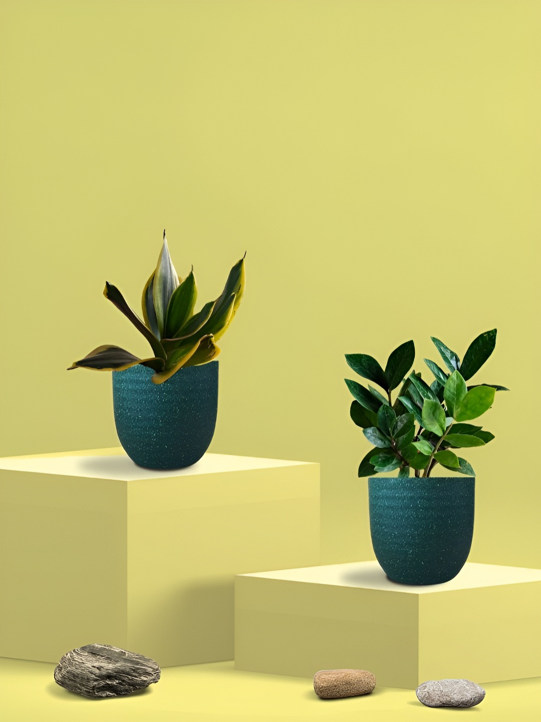Greenkin 2Pcs Indoor  Snake & ZZ Live Plant With Eco Pot - 22 cm