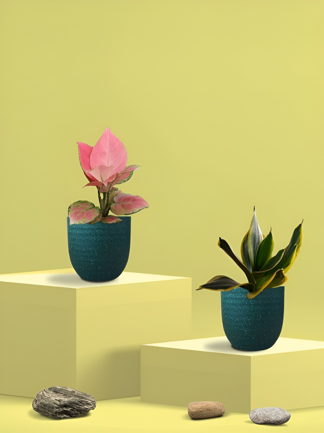 Greenkin 2Pcs Indoor Snake & Aglaonema Live Plant With Eco Pot - 22 cm