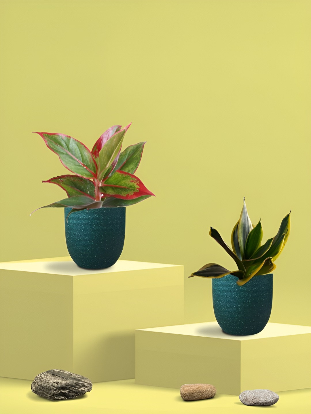 Greenkin 2Pcs Indoor Air Purifying Snake & Lipstick Live Plant With Eco Pot
