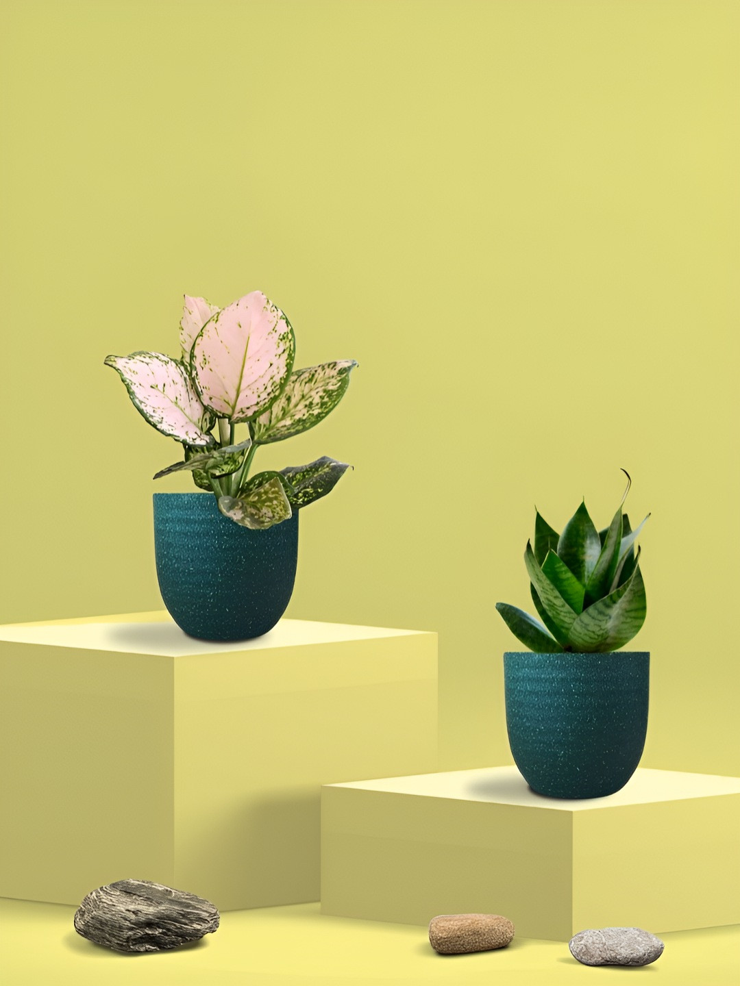 Greenkin 2Pcs Indoor Water Purifying Snake & Wishes Live Plant With Eco Pot - 22 cm