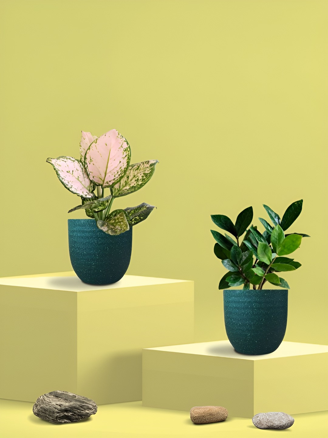 Greenkin 2Pcs Indoor Air Purifying Zamia & Aglaonema Wishes Live Plant With Eco Pot-22 cm