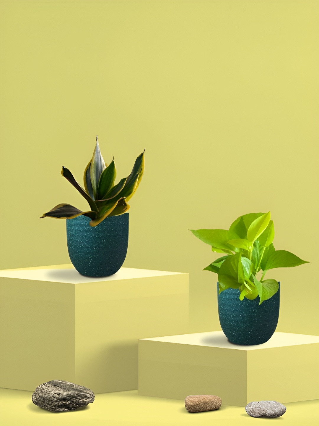 Greenkin 2Pcs Indoor Air Purifying Snake & Pothos Live Plant With Eco Pot - 22 cm