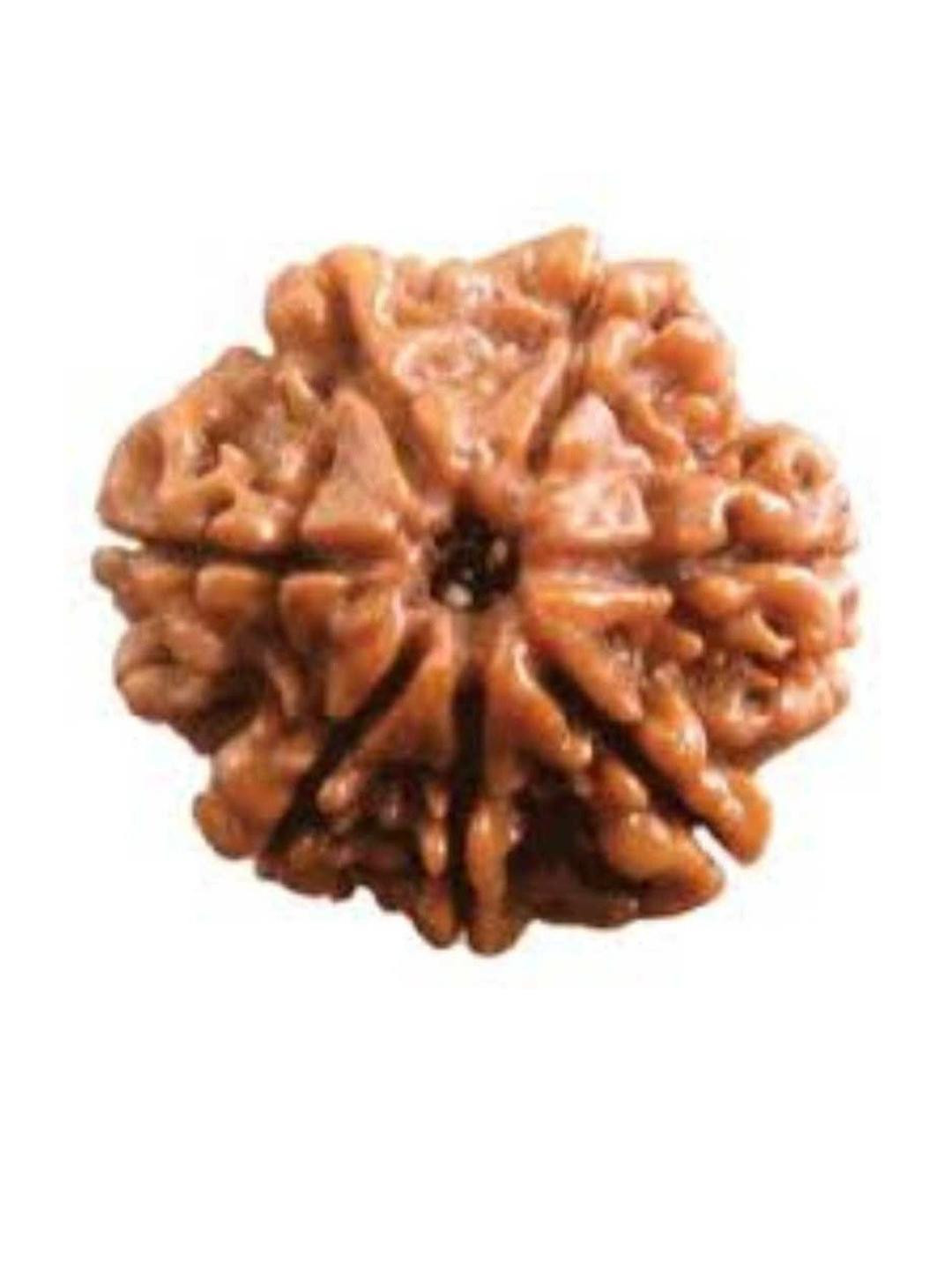 AURRA STORES 7 Mukhi Rudraksha Pendants