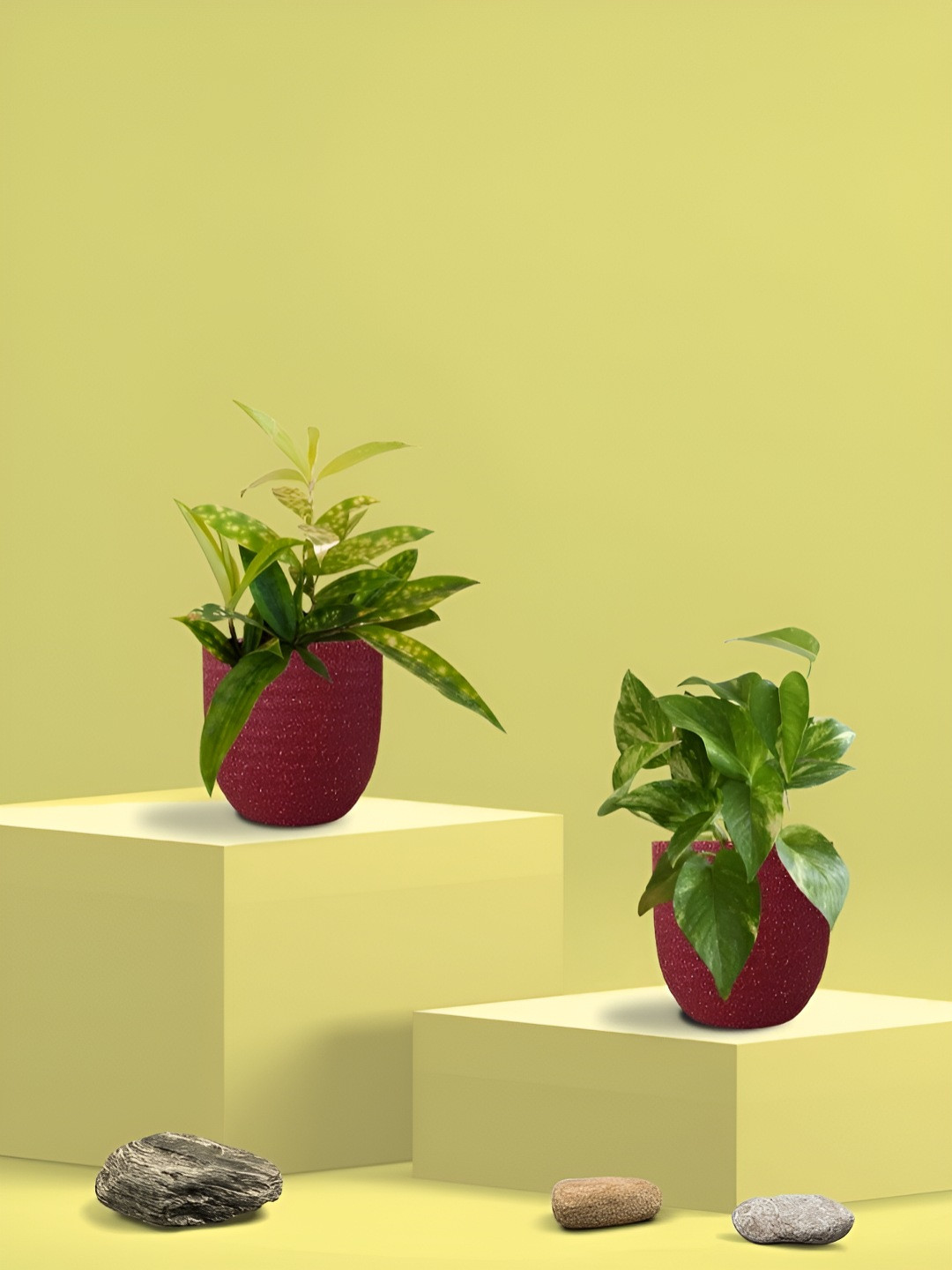 Greenkin 2Pcs Indoor Air Purifying King & Bamboo Dust Live Plant With Eco Pot - 22 cm