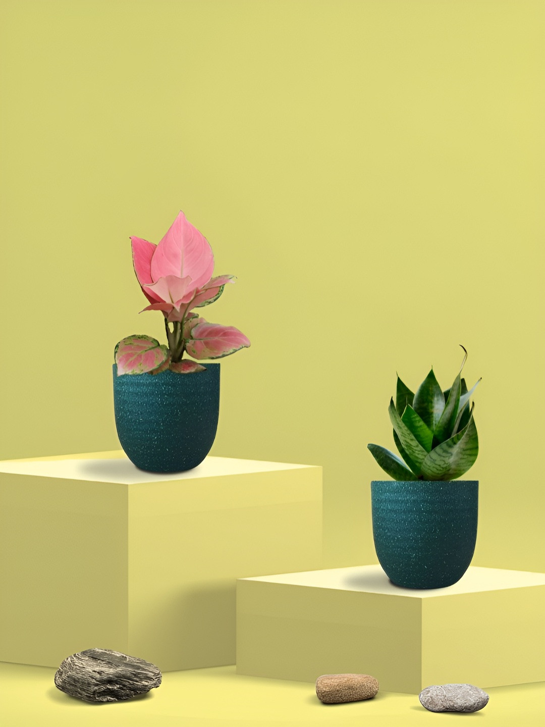 Greenkin 2Pcs Indoor Water Purifying Snake & Aglaonema Live Plant With Eco Pot - 22 cm