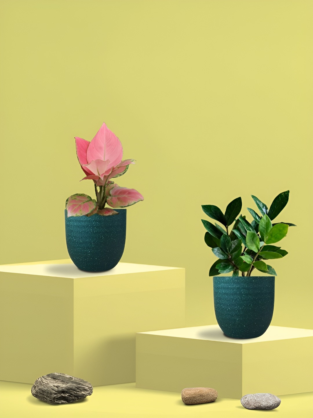 Greenkin 2Pcs Indoor Air Purifying ZZ & Aglaonema Live Plant With Eco Pot - 22 cm