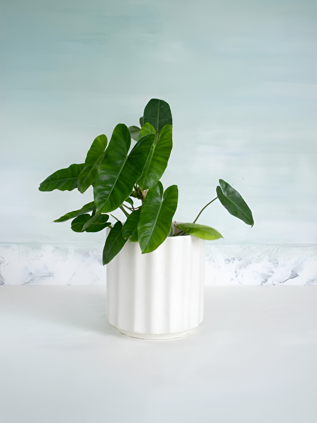 FREEDOM TREE White TexturedCeramic Planters