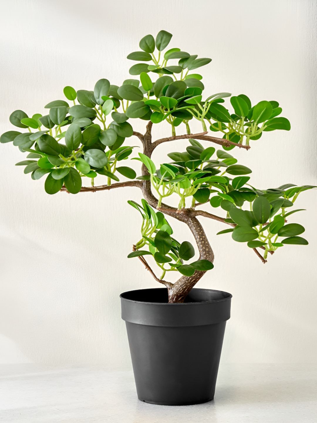Home Centre Gloria Zen Green & Black Ficus Artificial Plant With Pot