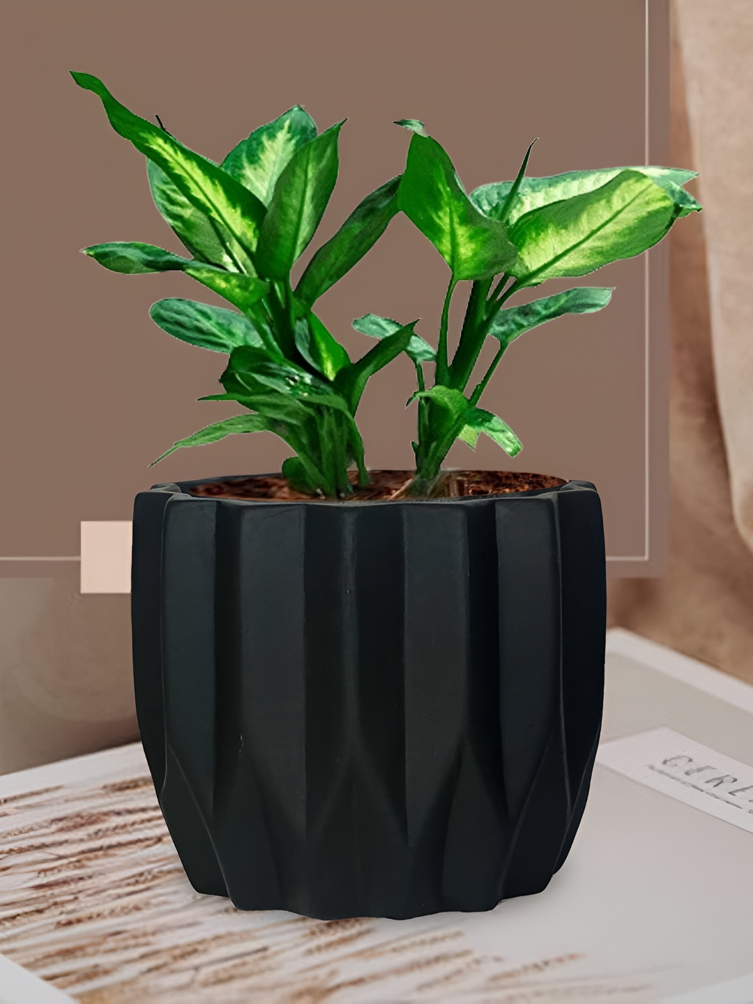 LASAKI Montra Black Ceramic Planters