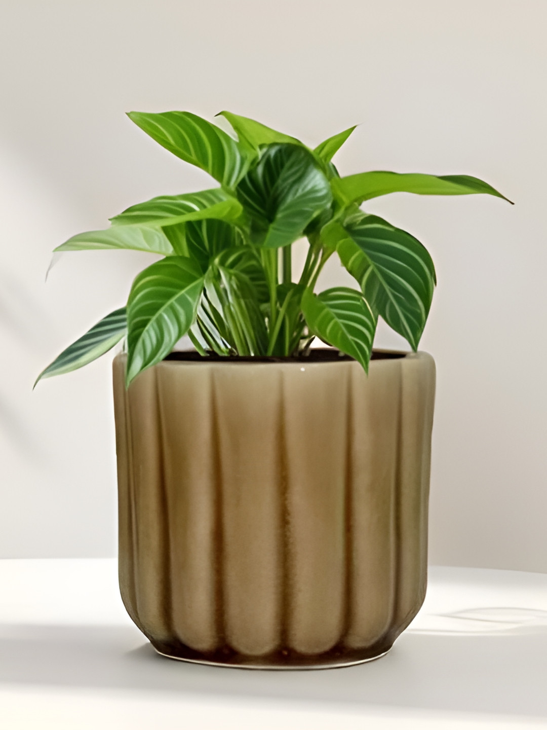 LASAKI Flona Brown Ceramic Planters