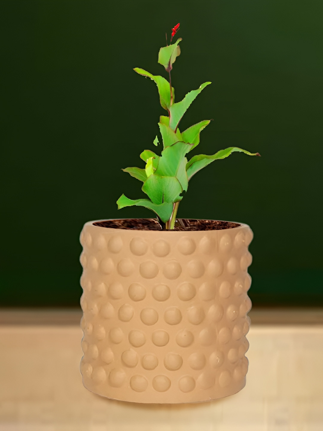 LASAKI Bubble Bronze Small Ceramic Planters