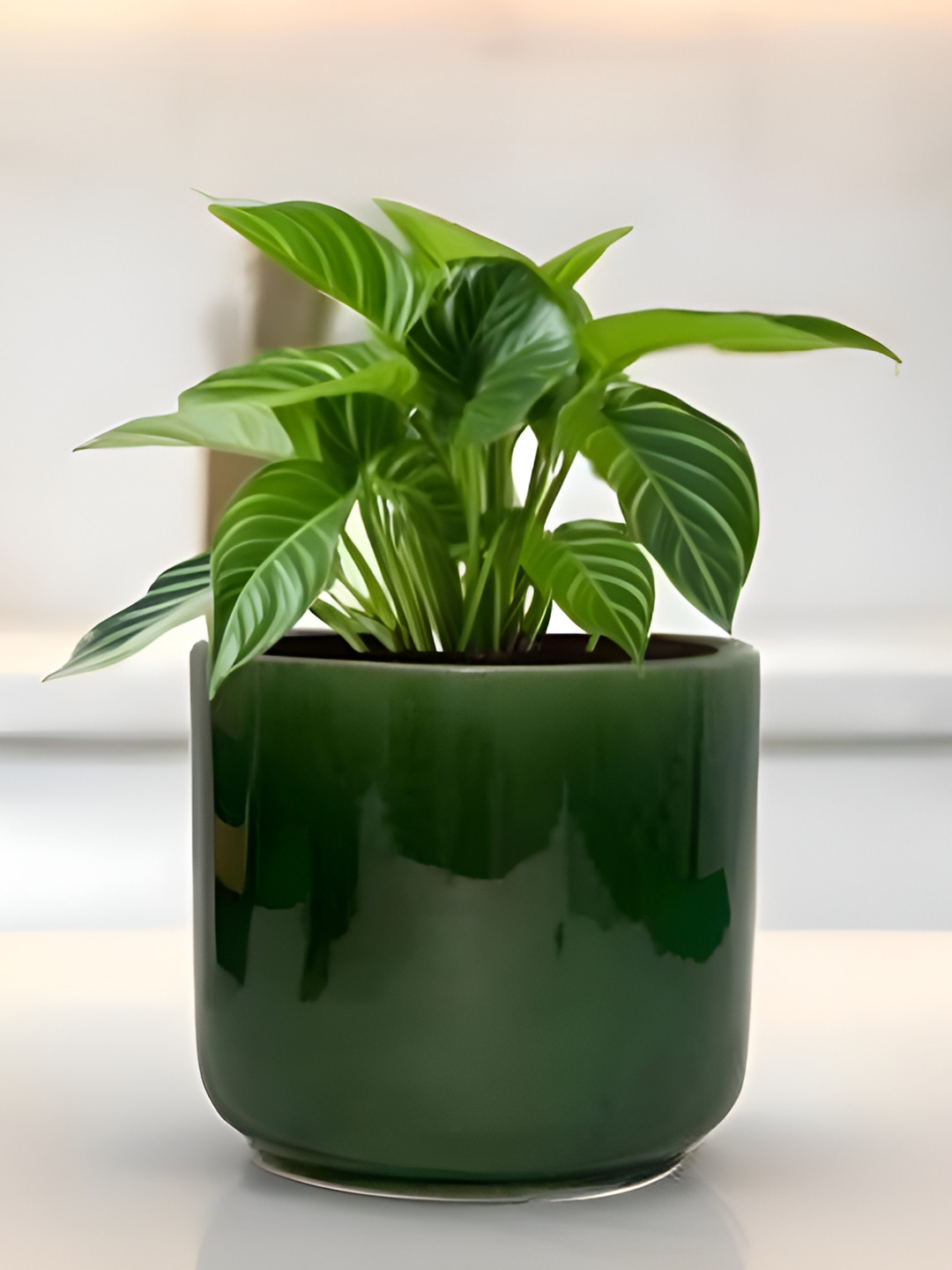 LASAKI Orin Green Big Ceramic Planters