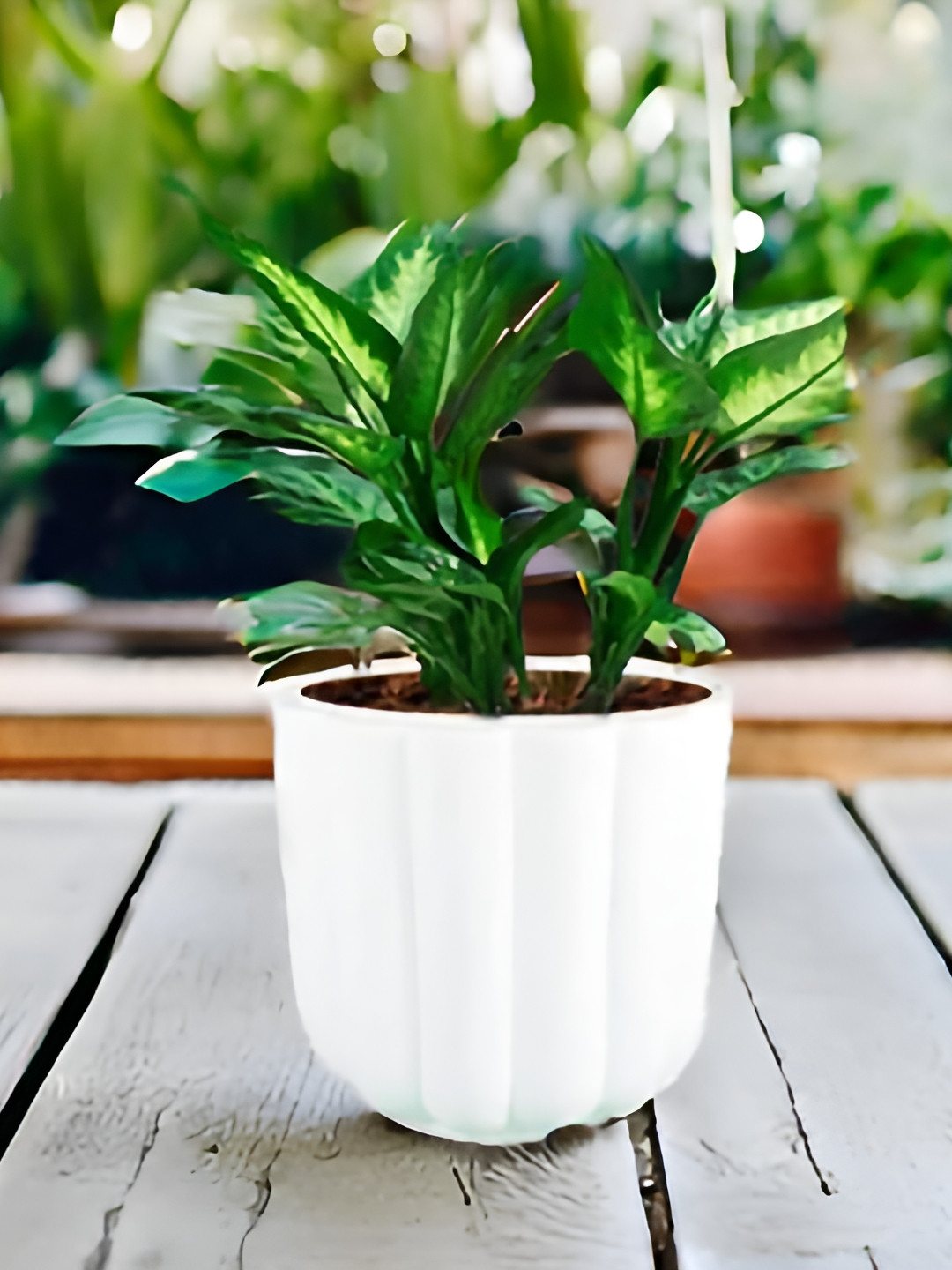 LASAKI Flona White Ceramic Planters