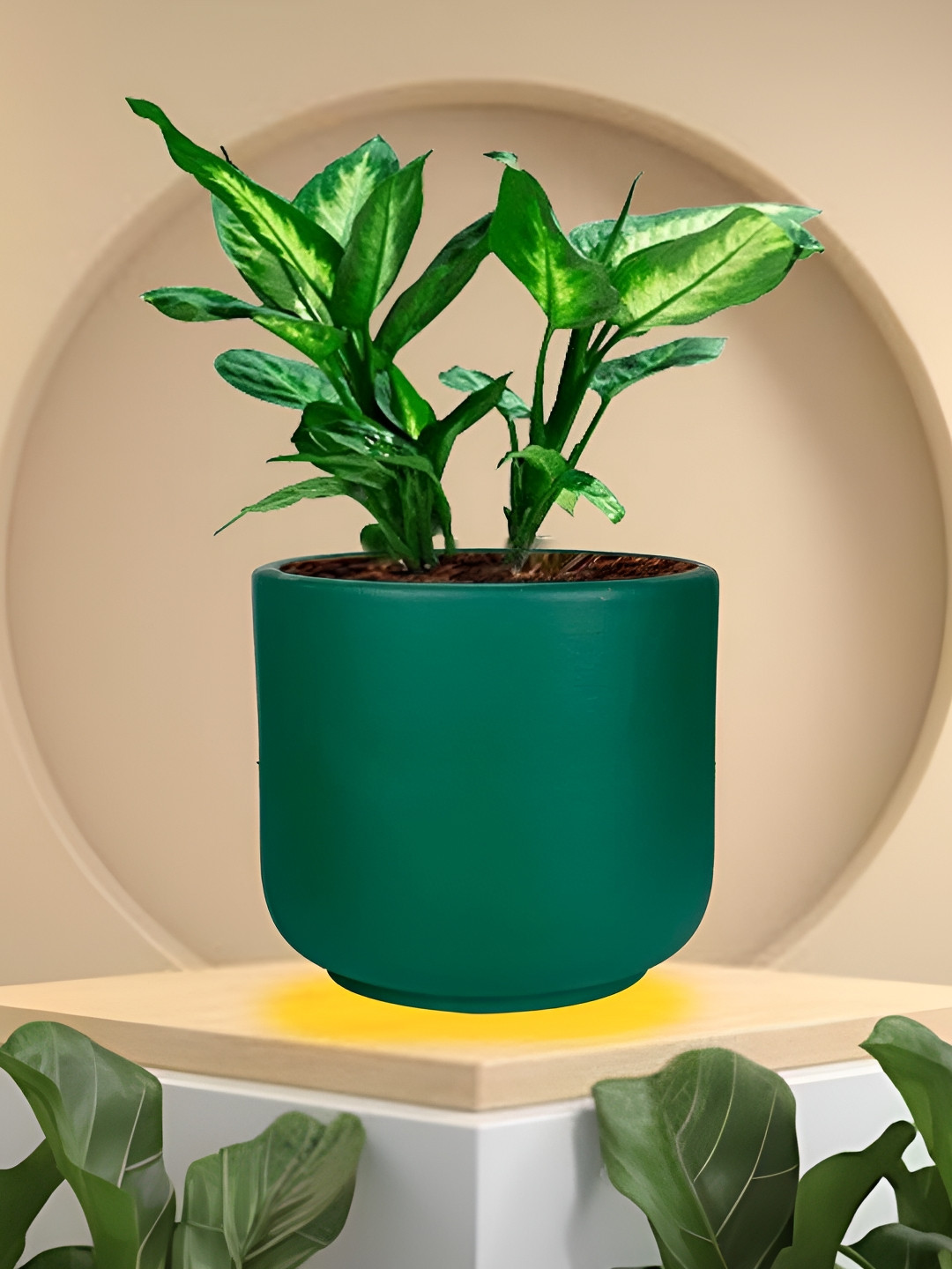 LASAKI Orin Green Small Deep Jungle Ceramic Planters
