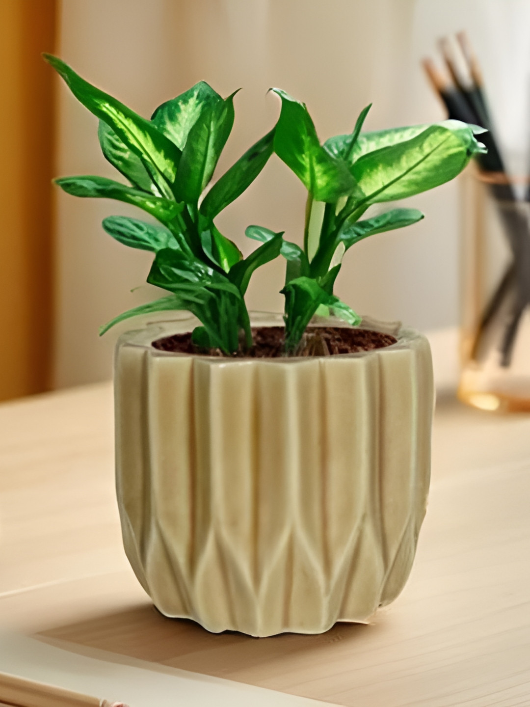 LASAKI Montra Brown Ceramic Planters