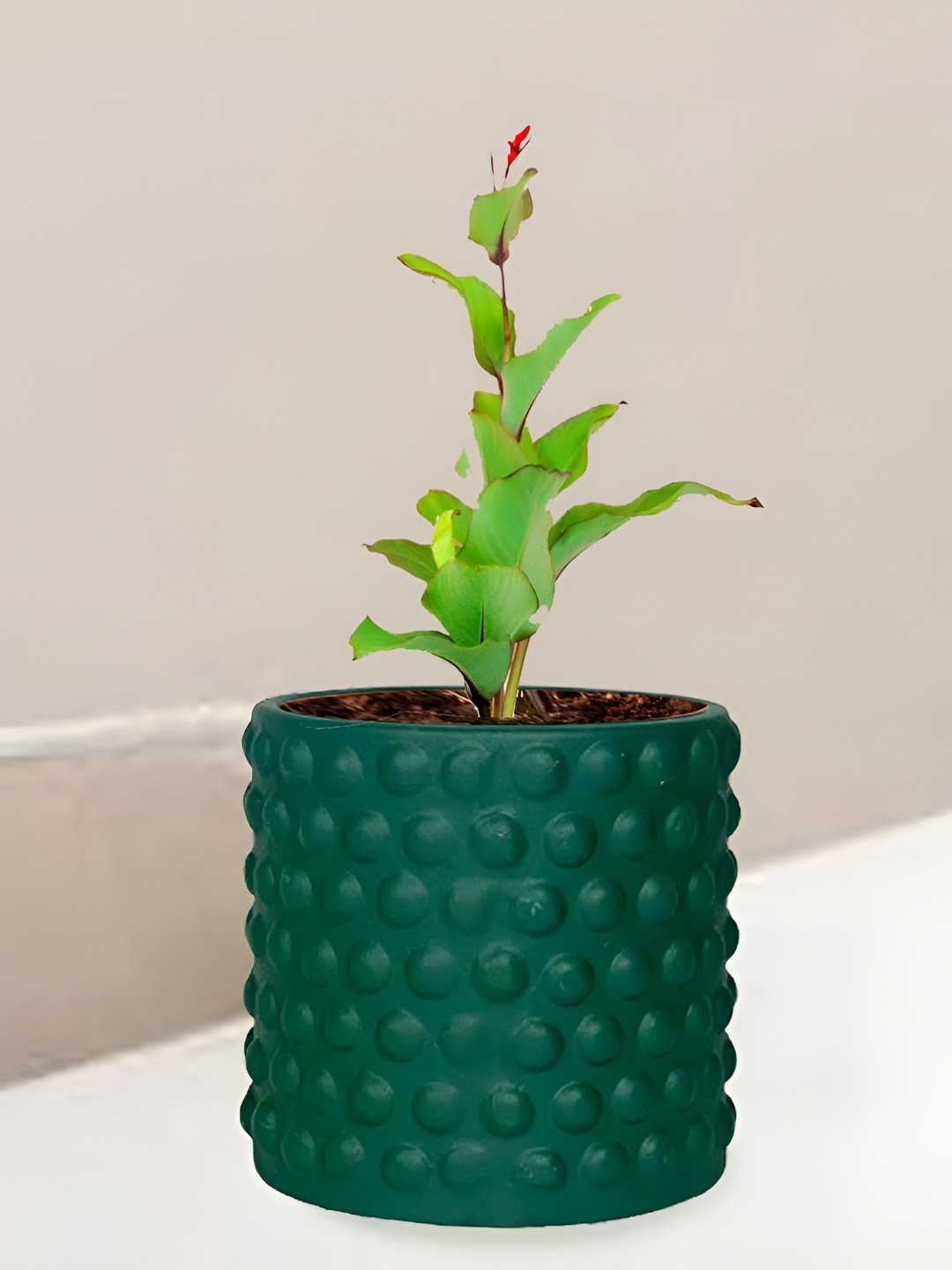 LASAKI Bubble Green Small Deep Jungle Ceramic Planters