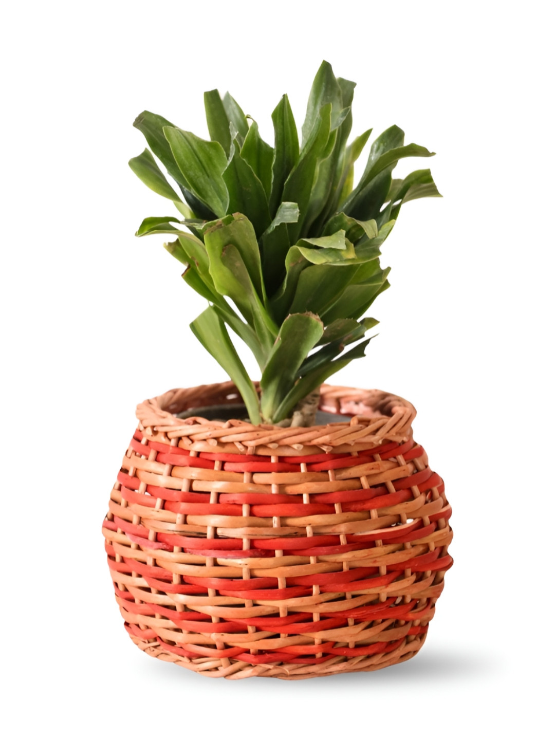 Peepul Tree Brown & Rust Textured Wooden Wicker Planter